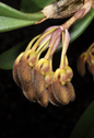 Bulbophyllum spathulatum