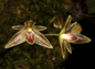 Bulbophyllum striatum