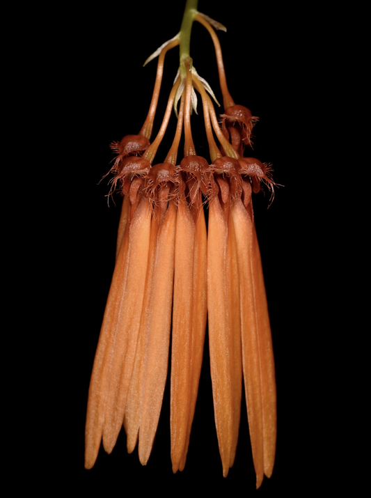 Bulbophyllum sutepense