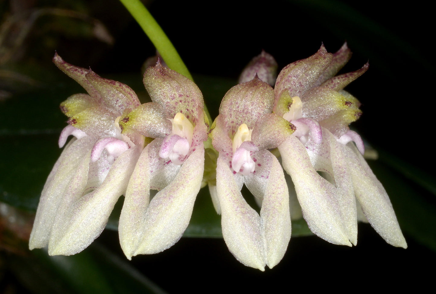 Bulbophyllum taeniophyllum