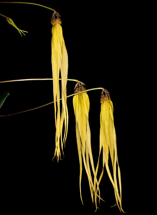 Bulbophyllum thiurum