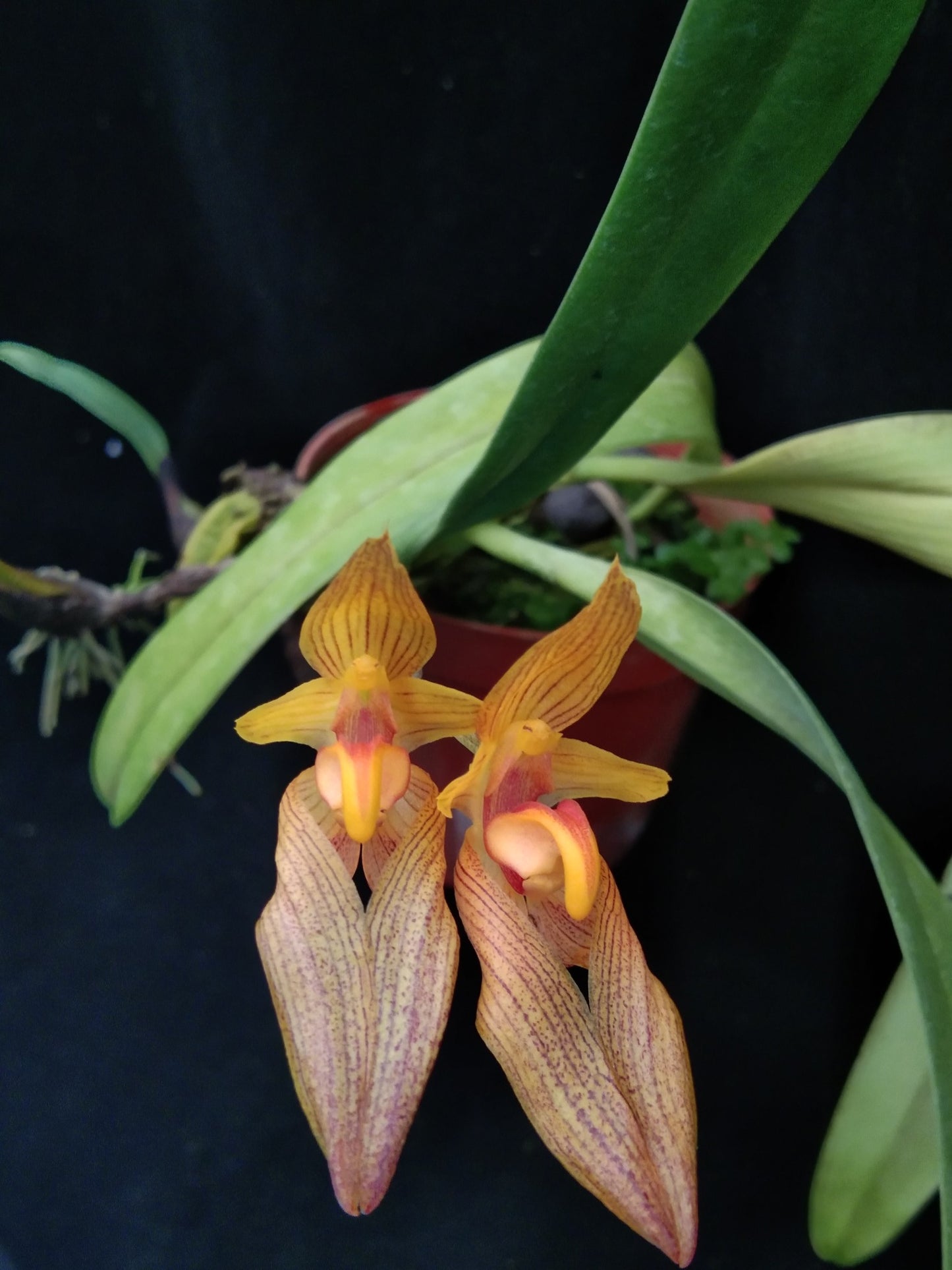 Bulbophyllum tianguii