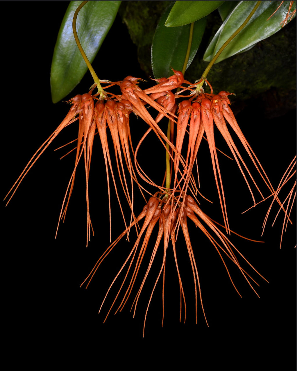 Bulbophyllum tingabarinum