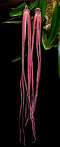 Bulbophyllum treschii