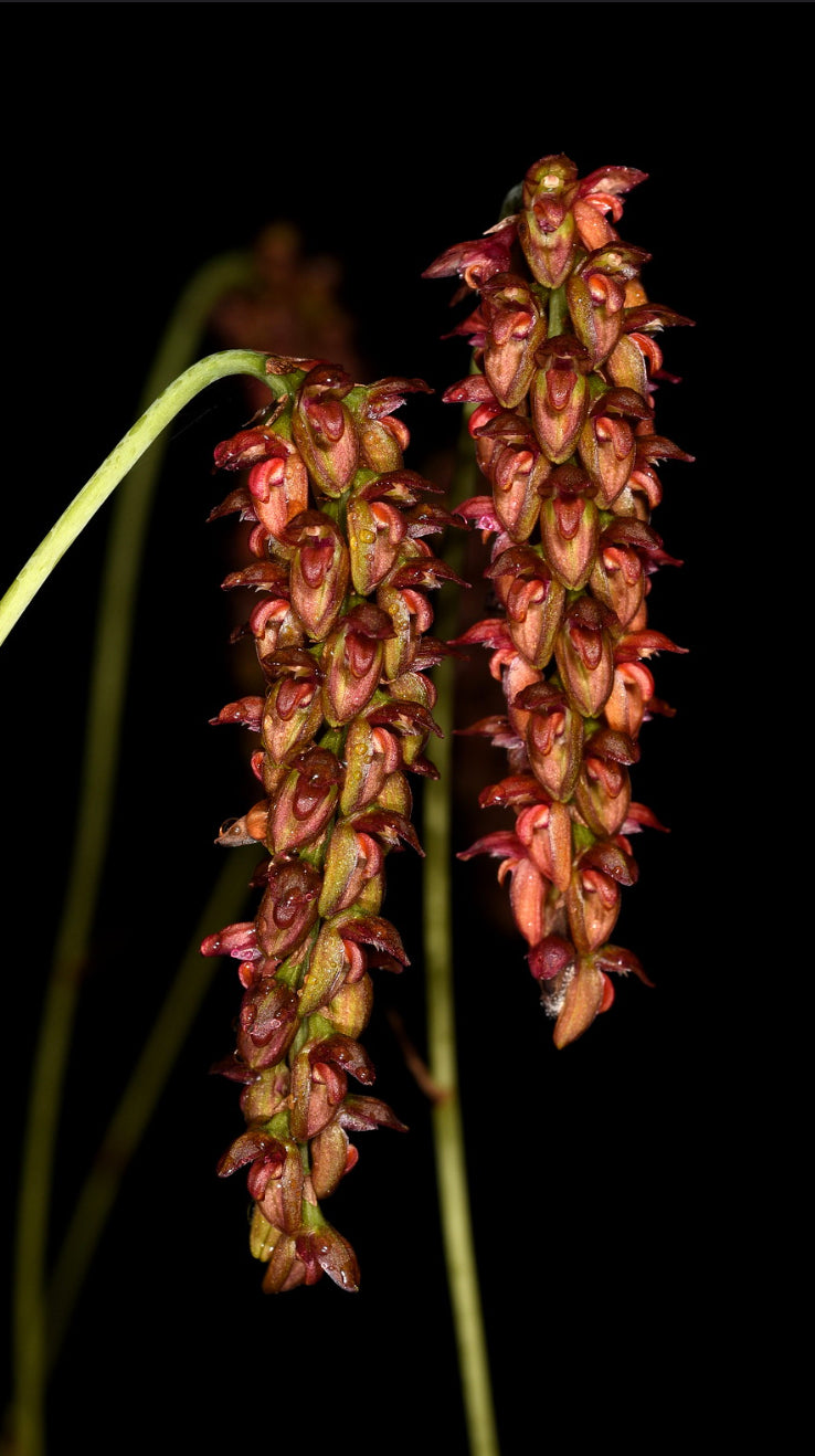 Bulbophyllum triste