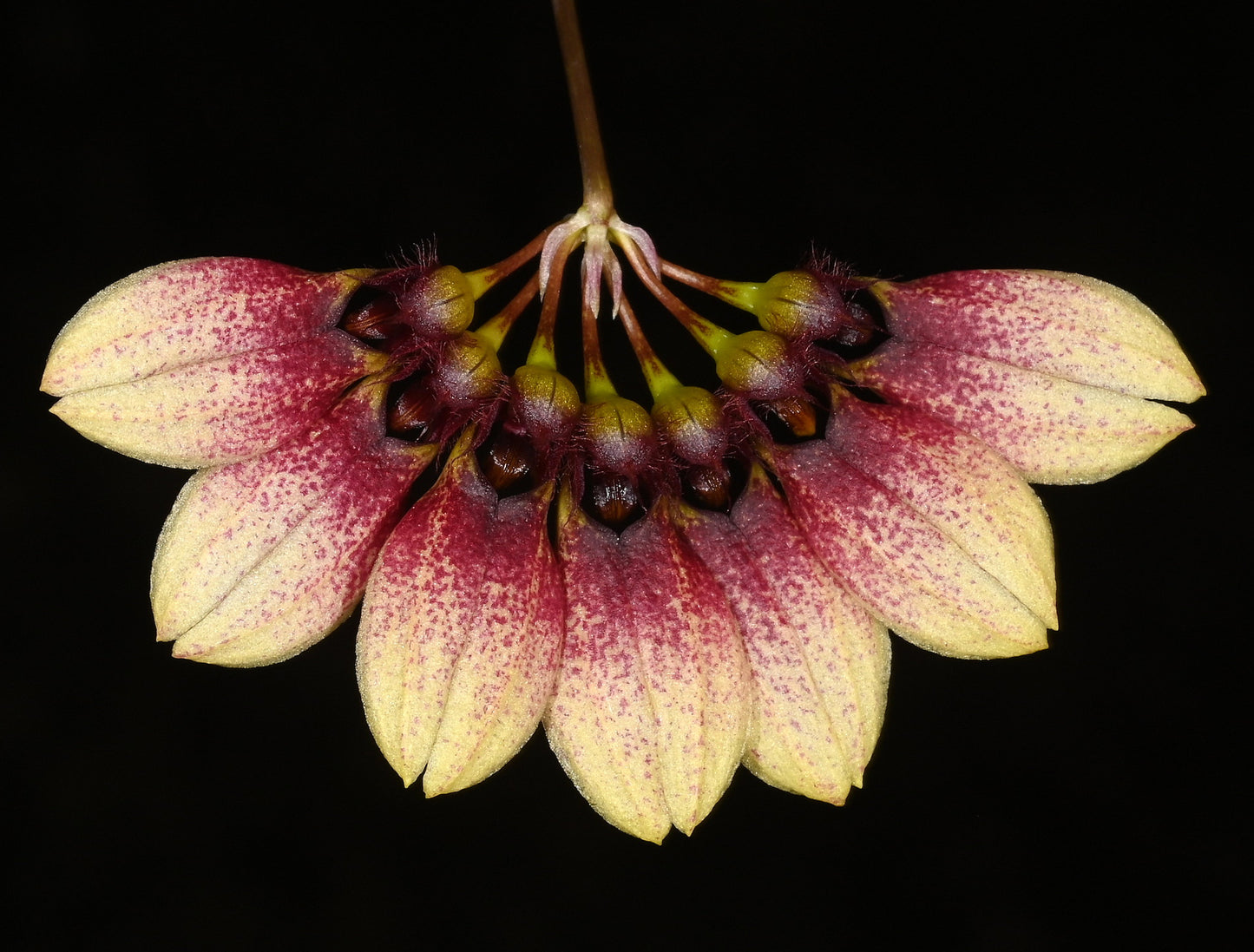 Bulbophyllum umbellatum (syn. lepidum)