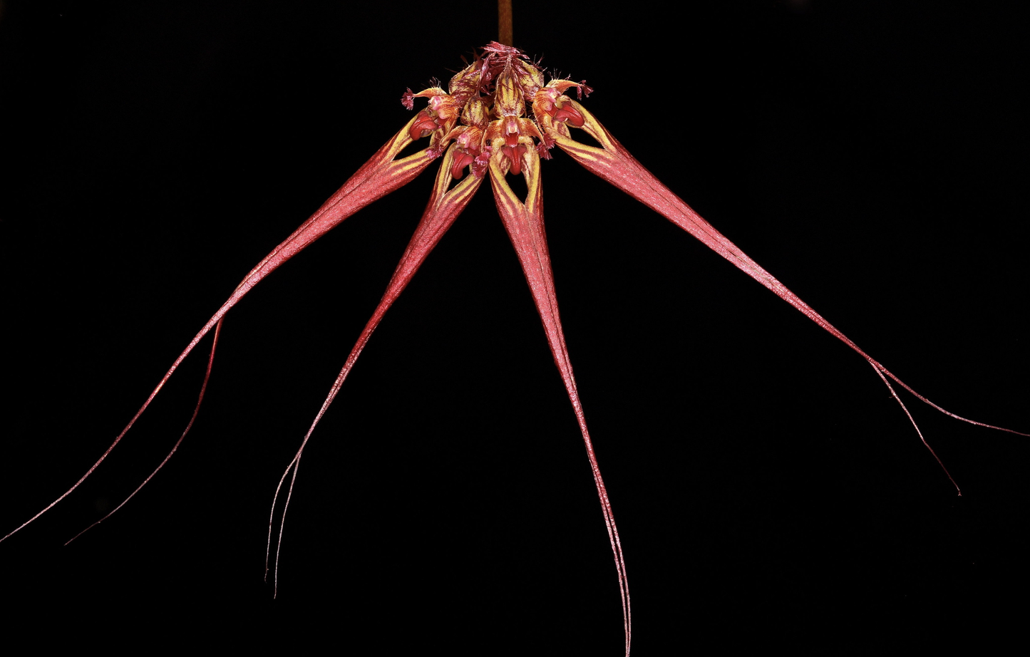 Bulbophyllum wendlandianum