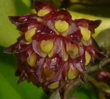 Bulbophyllum xylophyllum