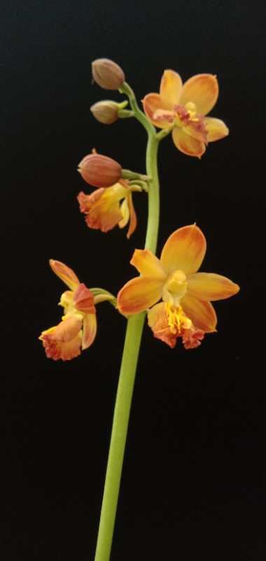 Calanthe Bicolor