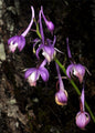 Calanthe alpina