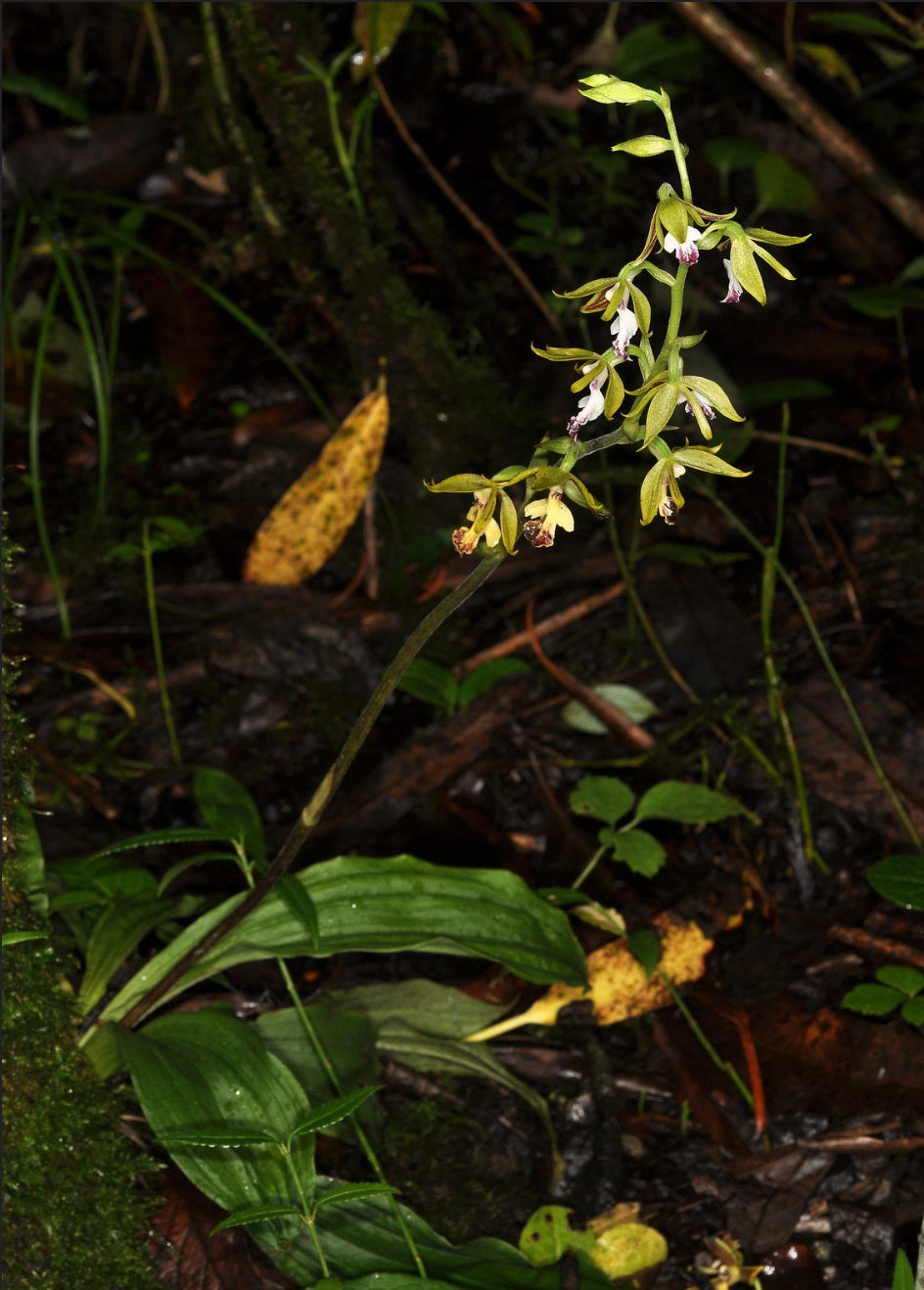 Calanthe arcuata