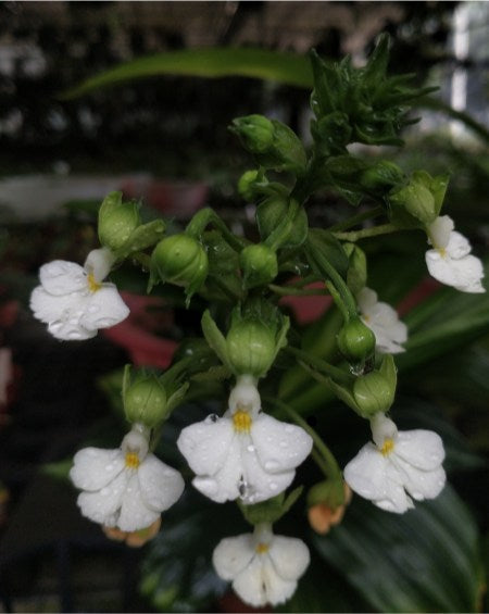 Calanthe argenteostriata