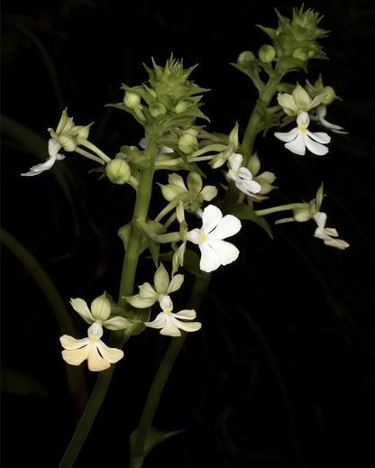 Calanthe argenteostriata