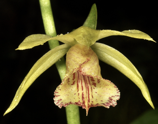 Calanthe delavayi