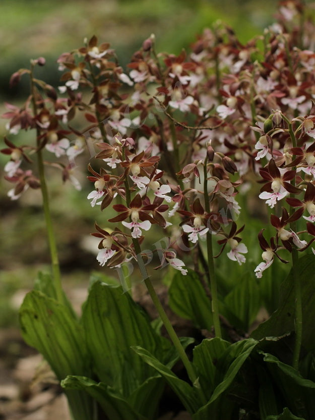 Calanthe discolor