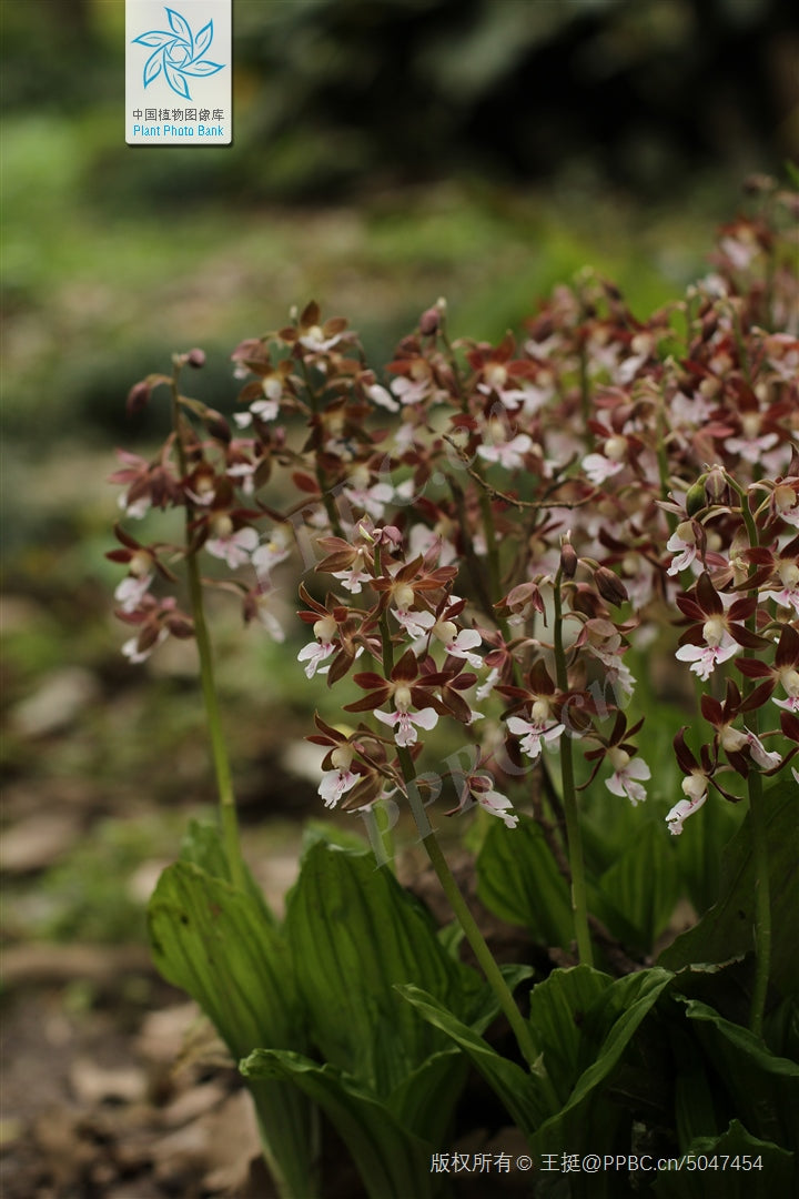 Calanthe discolor