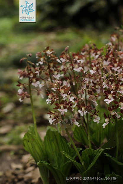 Calanthe discolor