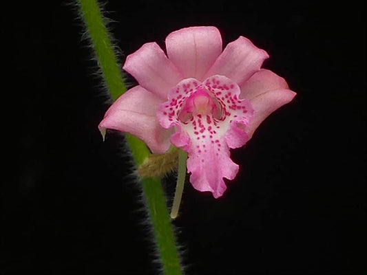 Calanthe labrosa