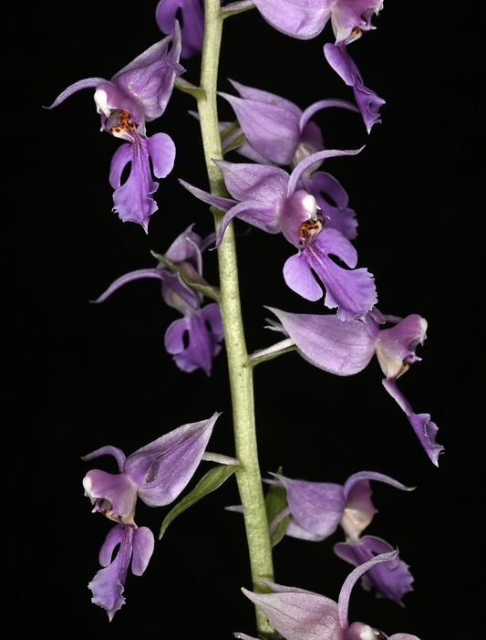 Calanthe reflexa