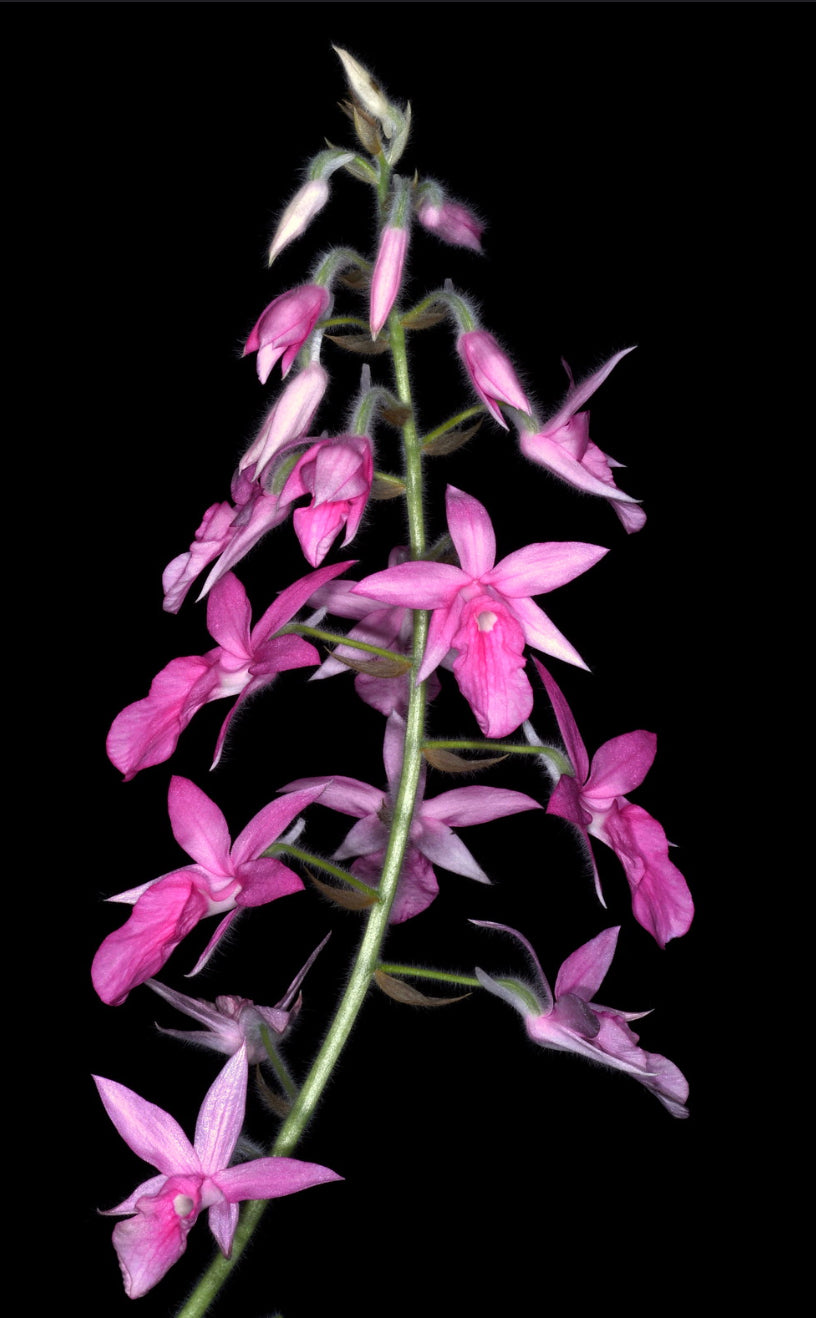 Calanthe rosea