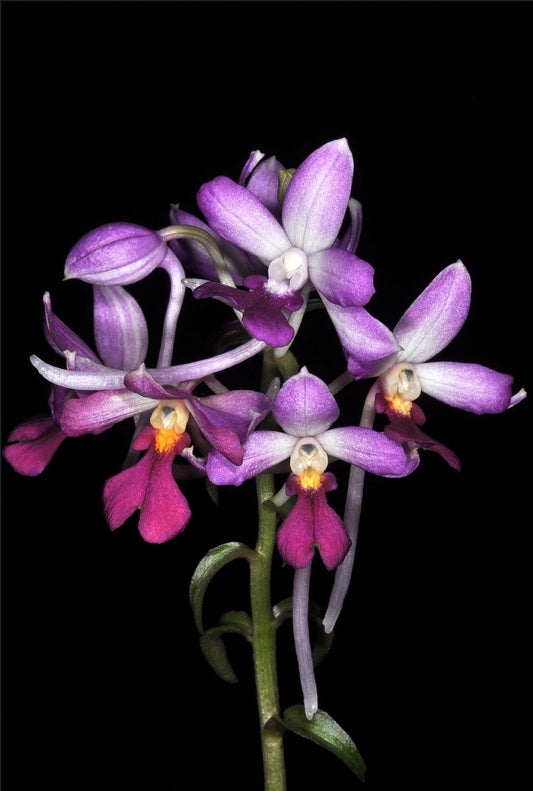 Calanthe sylvatica