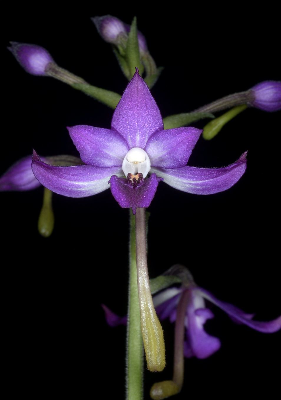 Calanthe sinica