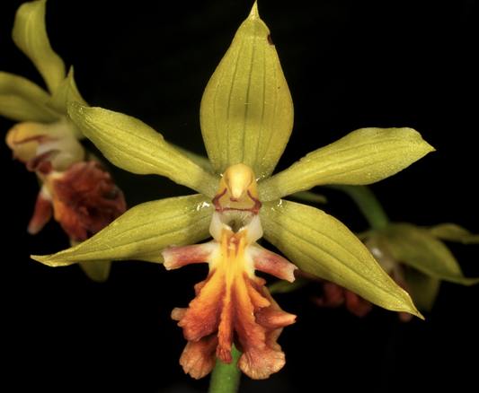 Calanthe tricarinata