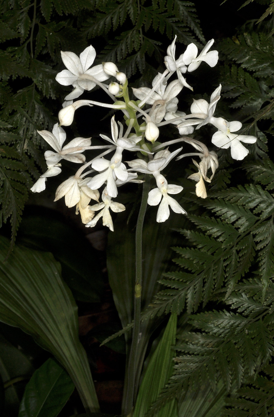 Calanthe triplicata