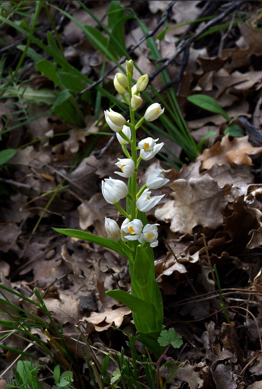 Cephalanthera longifolia