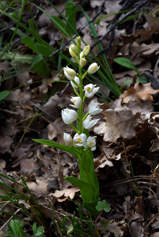 Cephalanthera longifolia