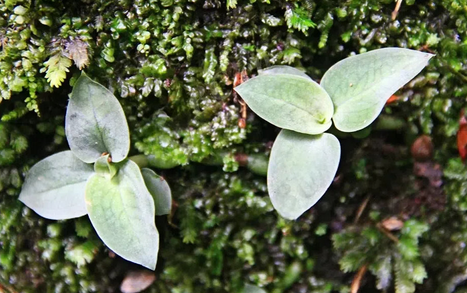 Cheirostylis chinensis