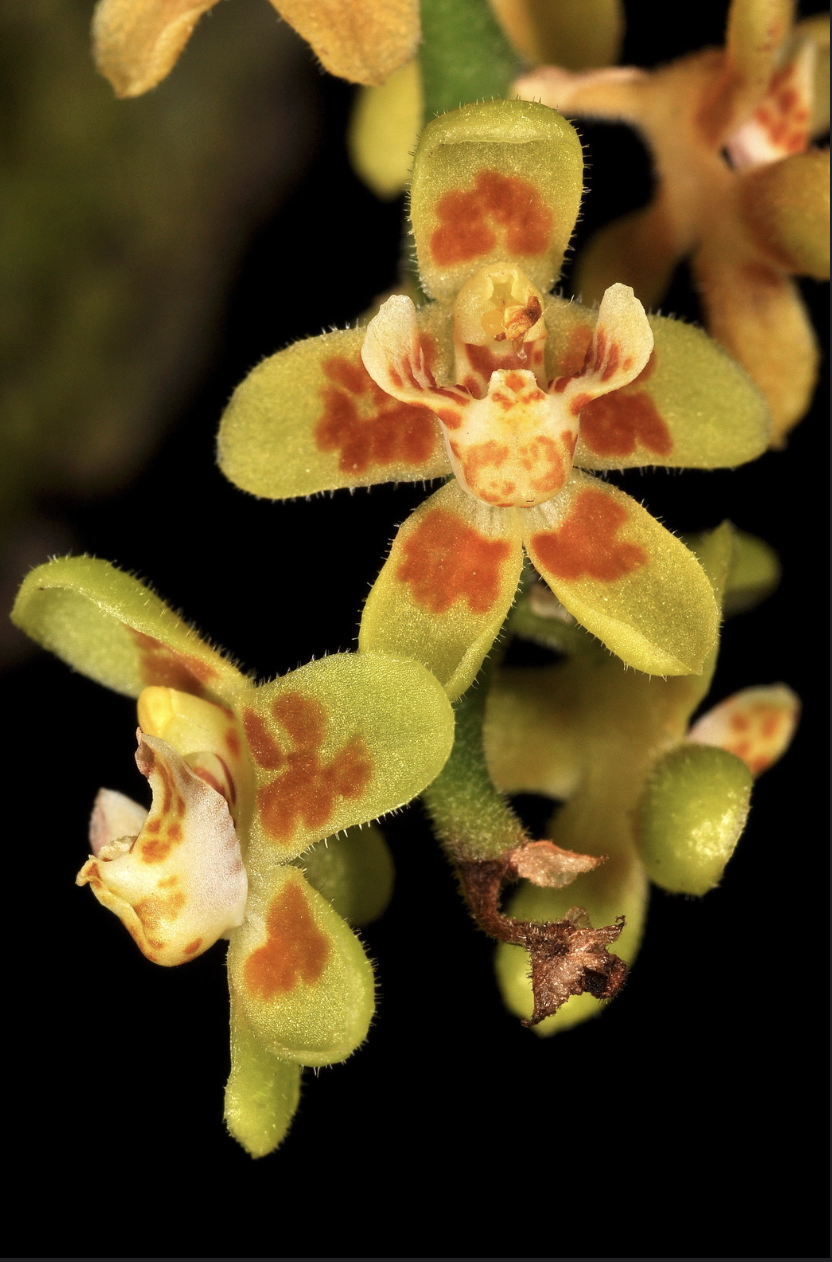 Chiloschista yunnanensis