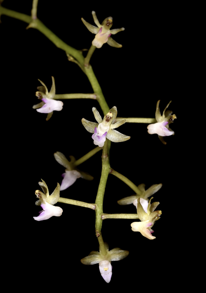 Cleisostoma williamsonii