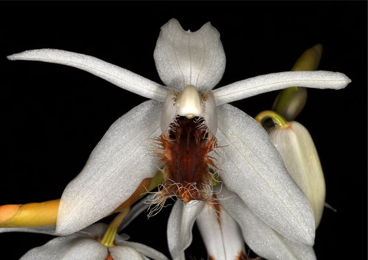 Coelogyne barbata