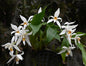 Coelogyne corymbosa