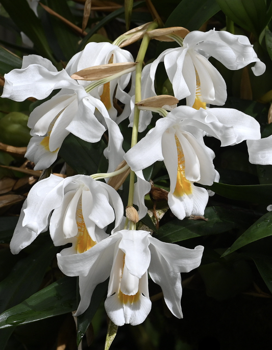 Coelogyne cristata