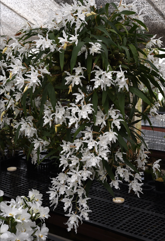 Coelogyne cristata fma. hololeuca