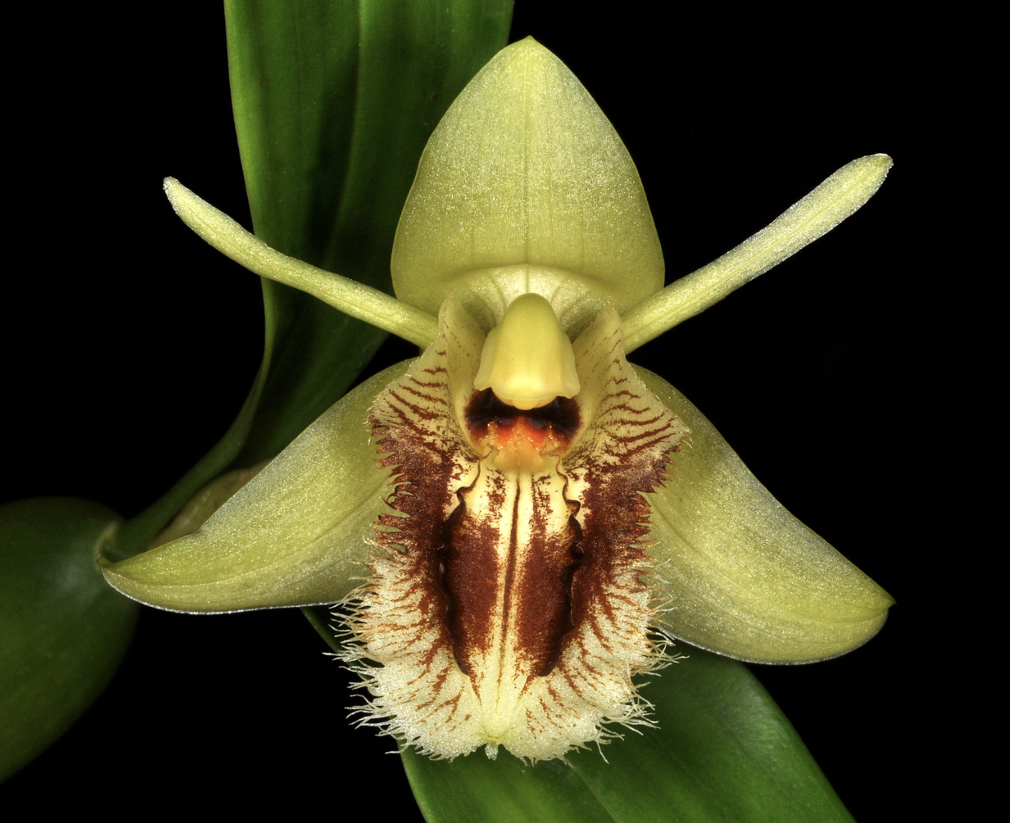 Coelogyne fimbriata