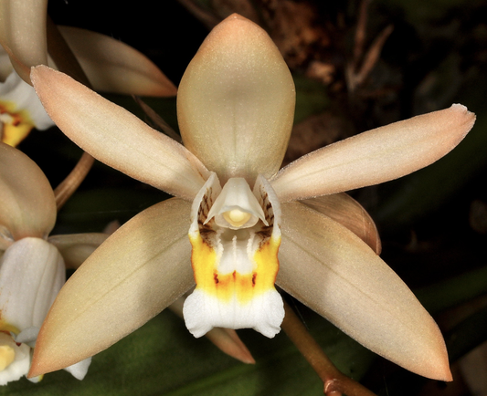 Coelogyne flaccida