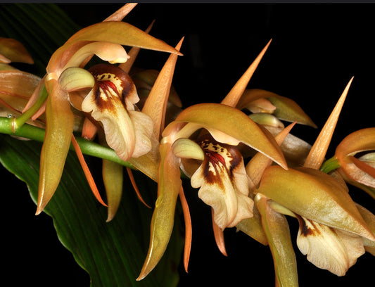 Coelogyne fuscescens