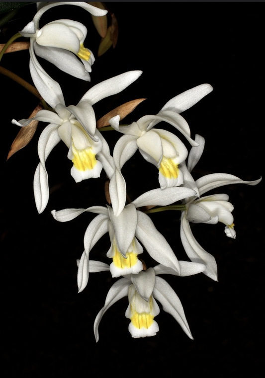 Coelogyne x intermedia