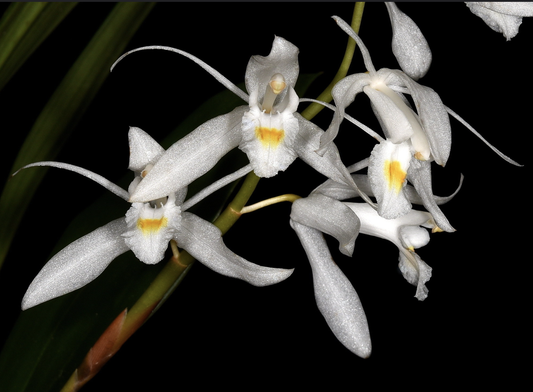 Coelogyne leucantha