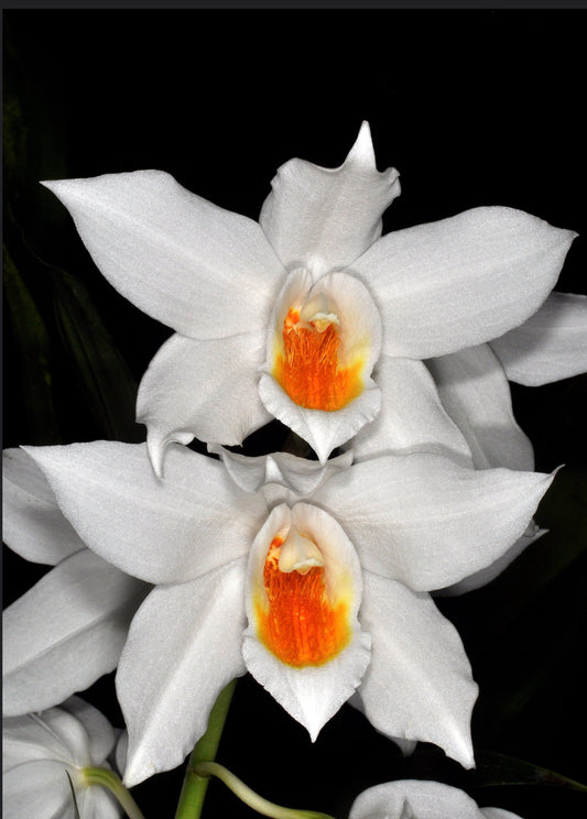 Coelogyne mooreana