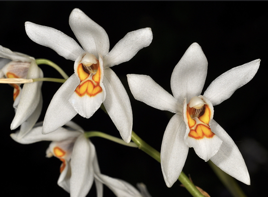 Coelogyne nitida