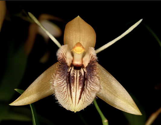 Coelogyne ovalis