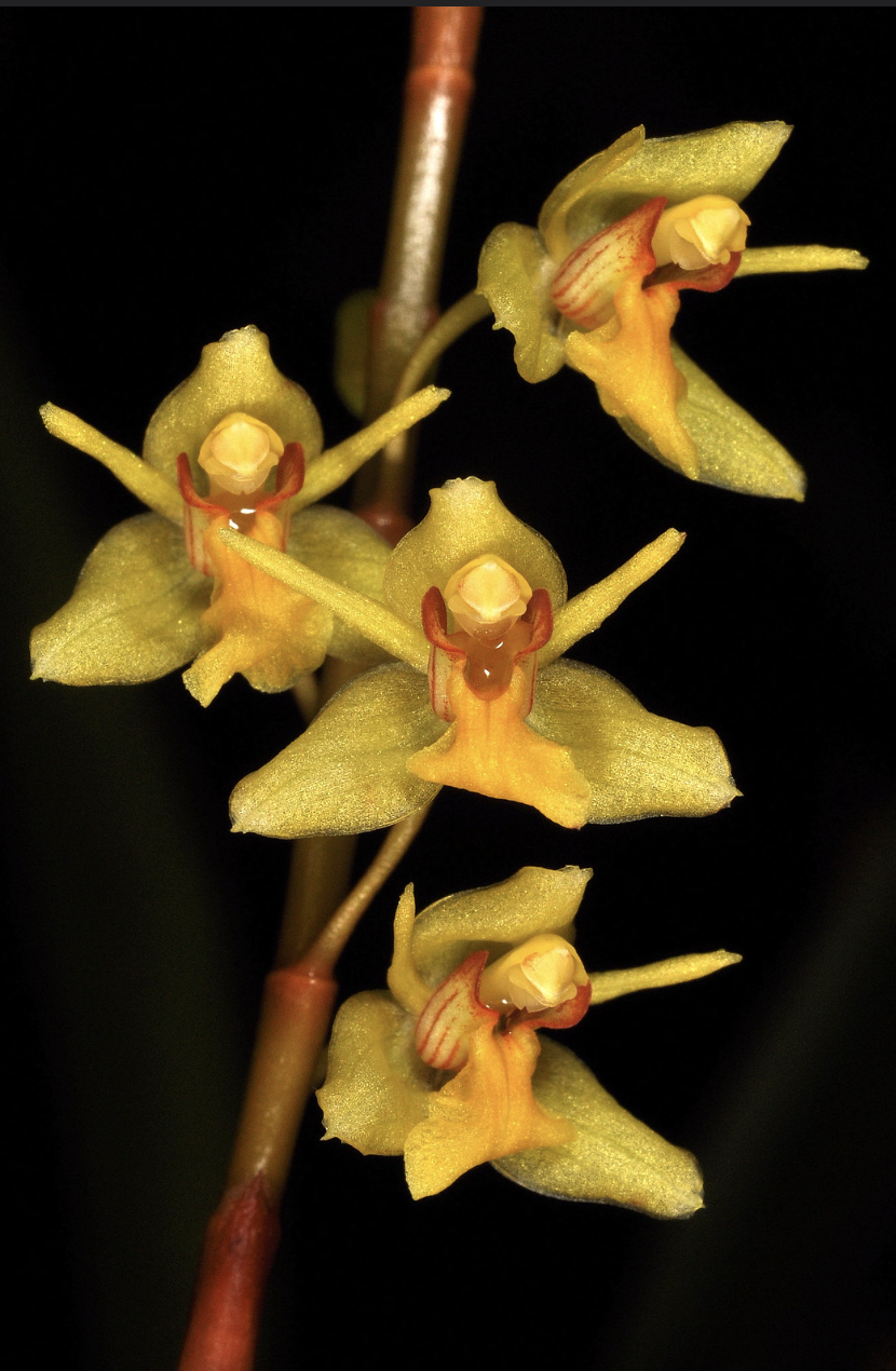 Coelogyne prolifera