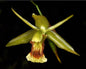 Coelogyne remediosae