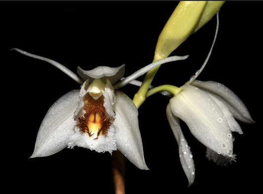 Coelogyne sanderae