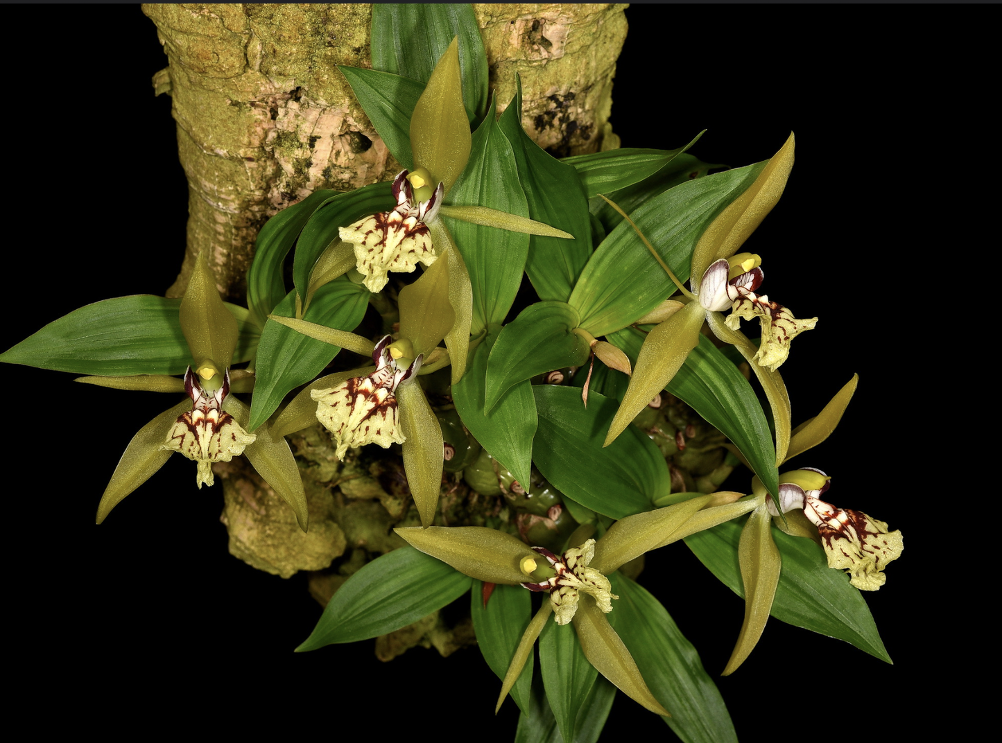 Coelogyne schilleriana