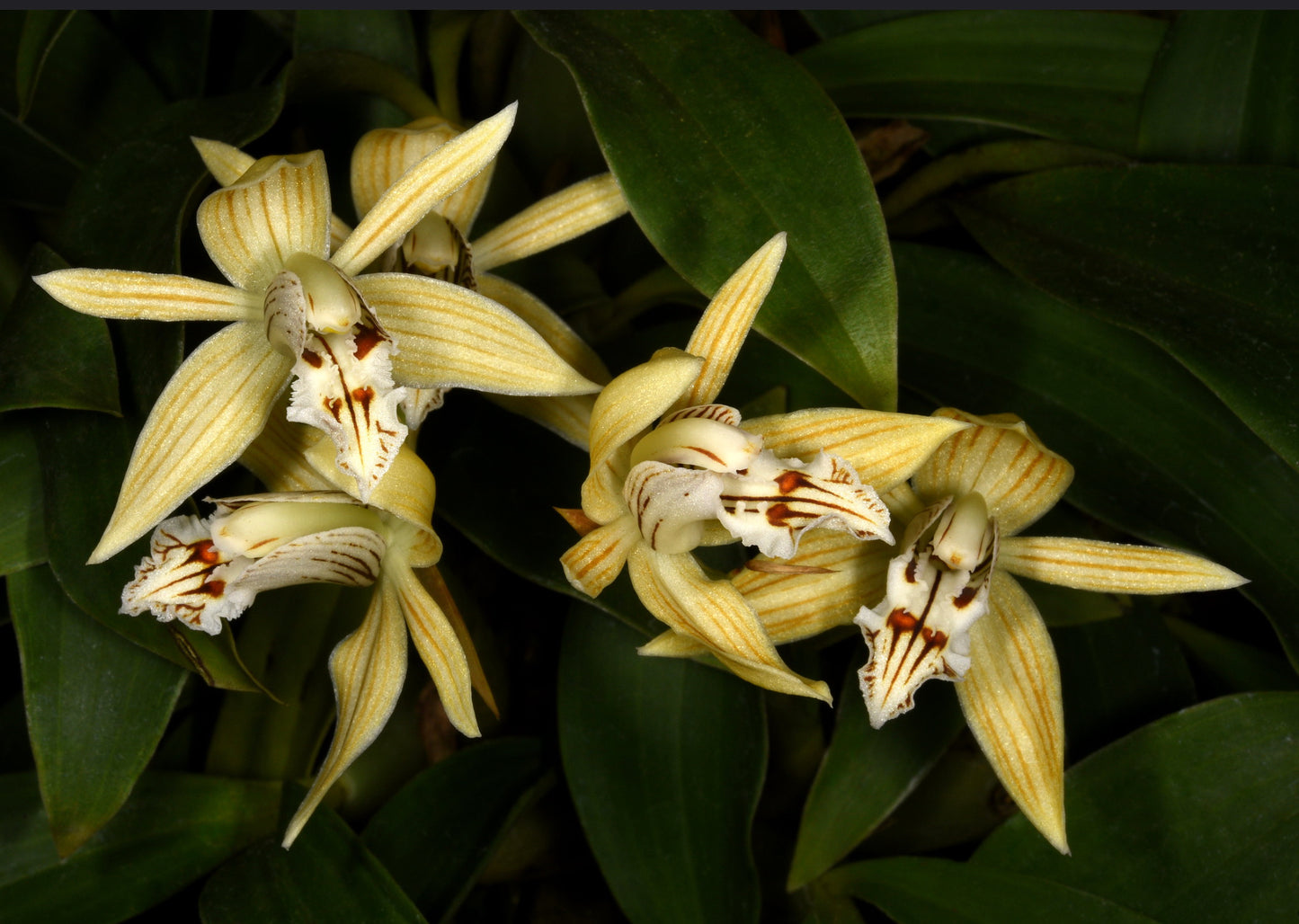 Coelogyne weixiensis